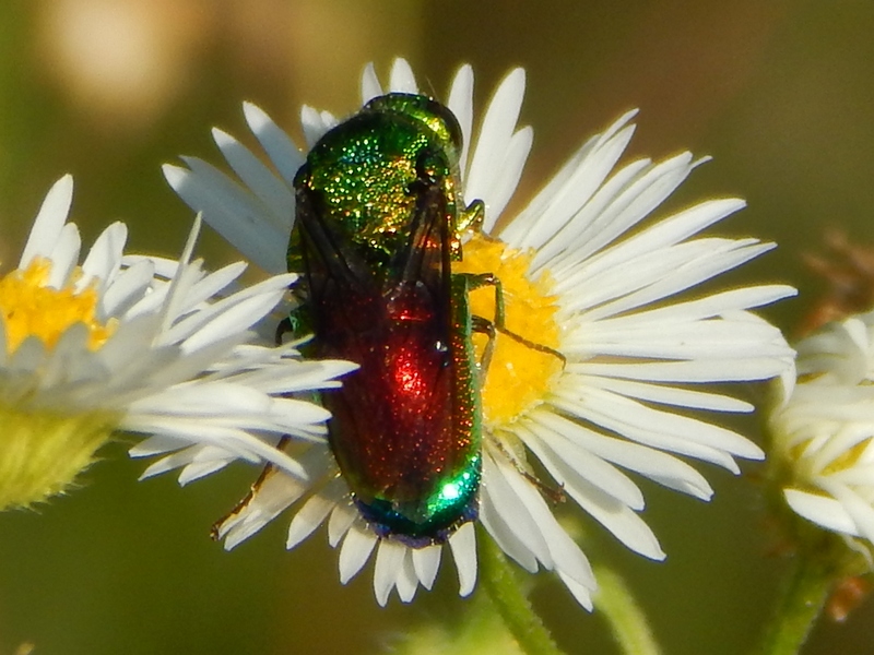 Chrysididae pi grande: Stilbum cyanurum
